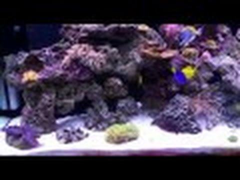 Видео: морской аквариум (часть 6) - развитие моего сампа за 6,5 месяцев.