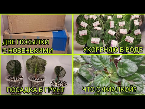 Видео: Приехали новенькие. Посадка черенков. Что с фиалкой?
