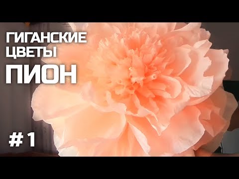 Видео: Ростовые цветы. Пион из бумаги. Часть I / Giant Flower | Giant Paper Peony | Part 1