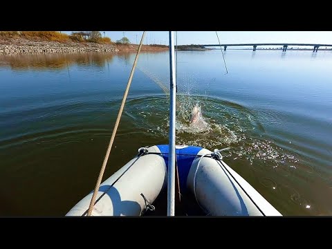 Видео: Пол лодки рыбы. СОМ, КАРАСЬ, САЗАН, КЕФАЛЬ рыбалка на паук подъемник #fishing #рыбалка #낚시