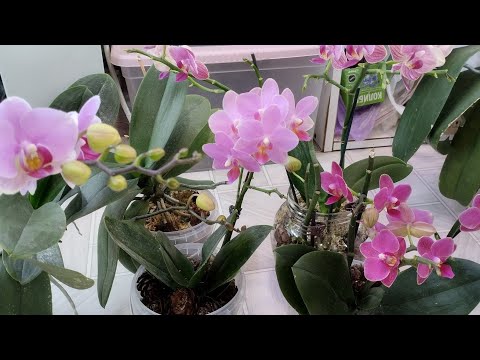 Видео: Моя коллекция орхидей с магазина «Магнит», «Монетка»