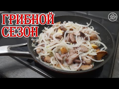 Видео: В лес по грибы.