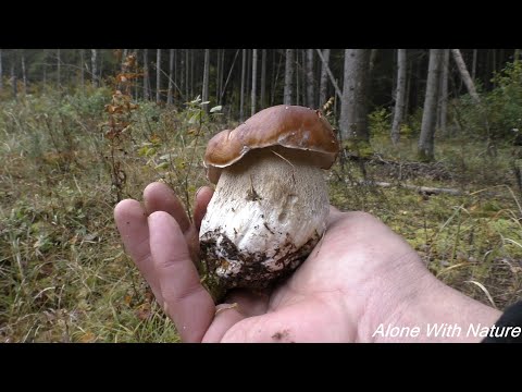 Видео: Сбор грибов в Октябре 2021,Белые грибы окружили меня,мега поляна белых осенних грибов)))