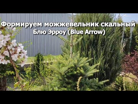 Видео: Формируем можжевельник скальный Блю Эрроу (Blue Arrow)