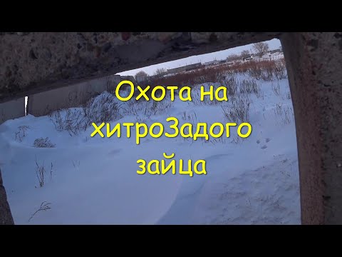 Видео: Охота на хитроЗадого зайца))