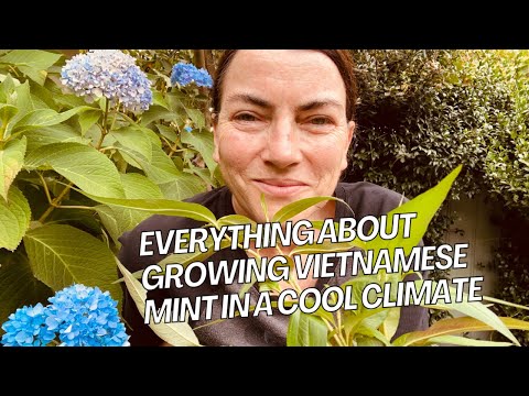 Видео: ВЬЕТНАМСКАЯ МЯТА — советы по выращиванию и использованию