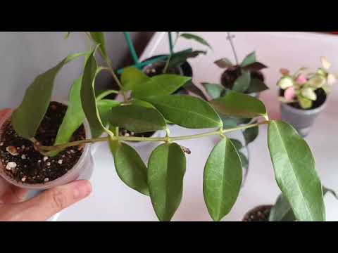 Видео: Хойи из моей коллекции. Paradisea, Narcissiflora, Danumensis, Flores Island Ut-039 и др.