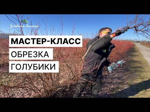 Видео: Обрезка саженцев голубики