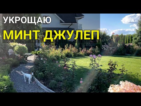 Видео: 3 способа ФОРМИРОВКИ МОЖЖЕВЕЛЬНИКА Минт Джулеп (Mint Julep) | Как сформировать можжевельник