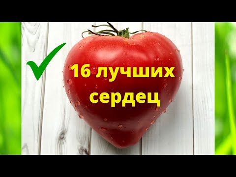 Видео: ТОМАТЫ. Самые лучшие сердцевидные сорта томатов. 16 вкусных урожайных сортов.