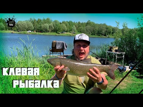 Видео: Приехал Ловить Карпа, а поймал Амура! Ночная рыбалка на платном водоеме 9 Карпов )) Рыба, рыба, рыба