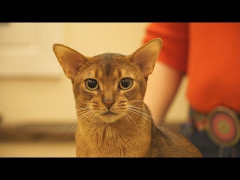 Видео: Презентация абиссинских кошек в котокафе «Котики и Люди». Стандарт породы