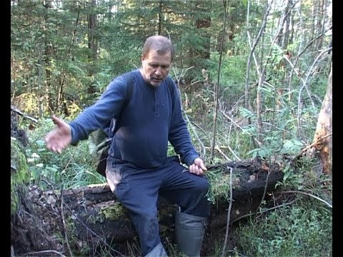 Видео: Странный случай на грибалке. Рассказ бывалого