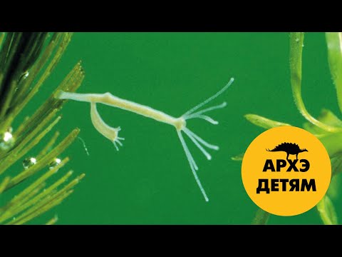 Видео: В поисках бессмертия  | Вадим Марьинский (выпуск 17)