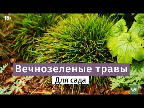 Видео: Вечнозеленые травы - неприхотливые злаки. Виды декоративных трав