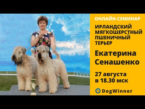 Видео: Открытая лекция Екатерины Сенашенко из цикла "Терьеры": Ирландский мягкошерстный пшеничный терьер.