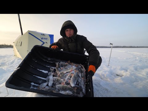 Видео: НЕОБЫЧНАЯ РЫБАЛКА. ЖОР ОКУНЯ. НОЧЬ НА ЛЬДУ.