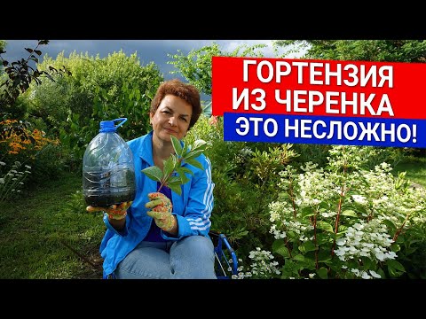 Видео: Гортензия из черенка - это несложно!