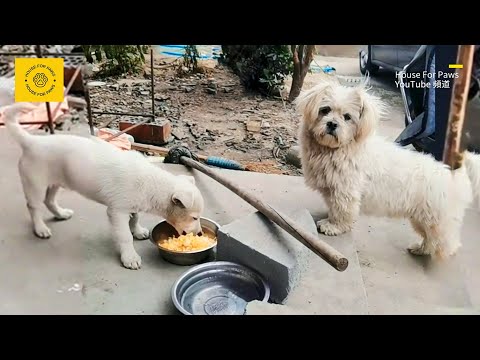 Видео: Бродячая собака была усыновлена, принесла домой еще одного щенка