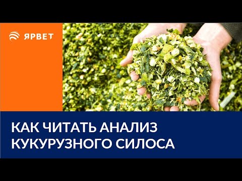 Видео: Как читать анализ кукурузного силоса