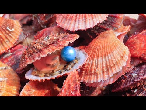 Видео: Невероятный! Я нашел огромные голубые жемчужины из морских гребешков.