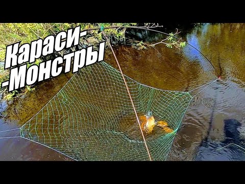 Видео: Рыбалка на паук! Огромные караси в болотном ручье! Рыбалка 2020!