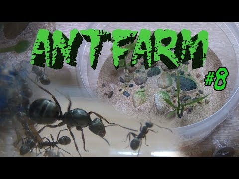 Видео: Муравьиная ферма #8. Моя колония Formica cinerea. Декорирование арены и первый живой белок.