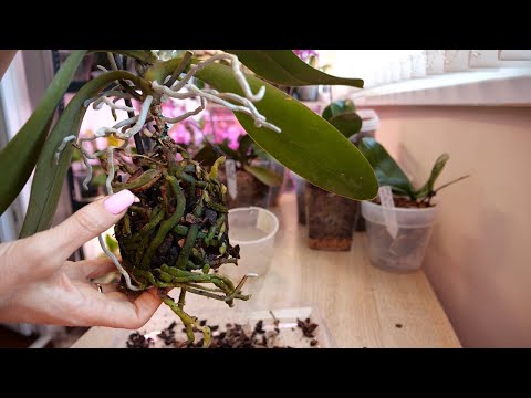 Видео: Пересадка орхидеи. Потрачу время, но сохраню всё.