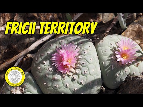 Видео: Самые большие кактусы, которые мы видели в естественной среде обитания 🤩