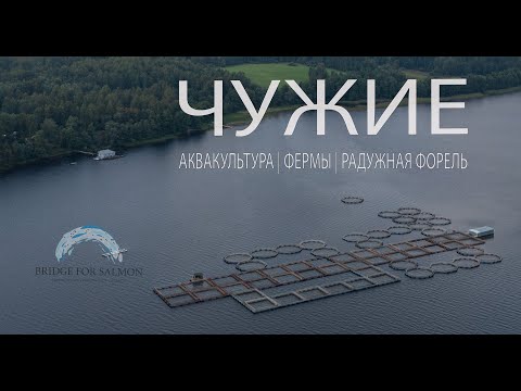 Видео: КАК РАДУЖНАЯ ФОРЕЛЬ ЗАСЕЛЯЕТ ФИНСКИЙ ЗАЛИВ || ЧУЖИЕ