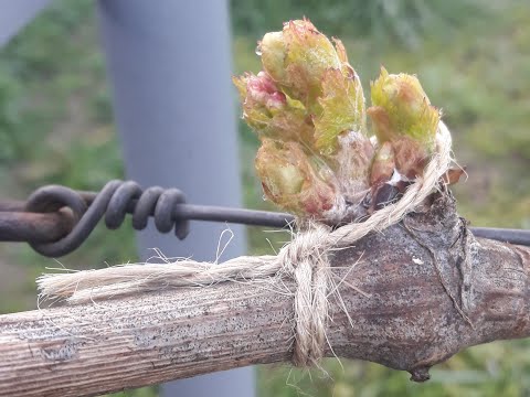 Видео: Первые плановые обработки винограда от болезней и вредителей