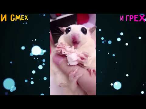 Видео: 4 Часа Чистого Смеха Отборные Приколы И Смех И Грех