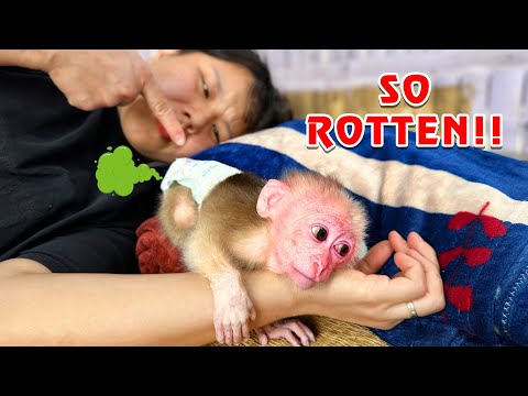Видео: Боже мой!!! Радость обезьяны каки — это печаль ее мамы!!!