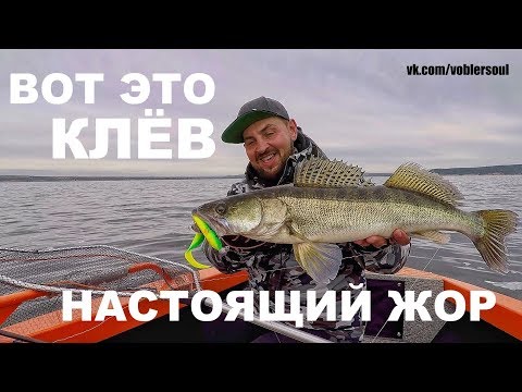 Видео: ОСЕННИЙ ЖОР! Ловля Щуки и Судака на ДЖИГ. Крупный силикон для ТРОФЕЙНОЙ РЫБЫ. 2019. Спиннинг.