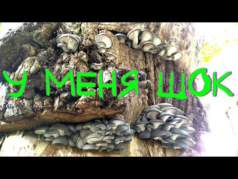 Видео: ШОК!!!Два года ожидания! Полезли со всех ЩЕЛЕЙ-ГРИБЫ В ПЕНЬКАХ