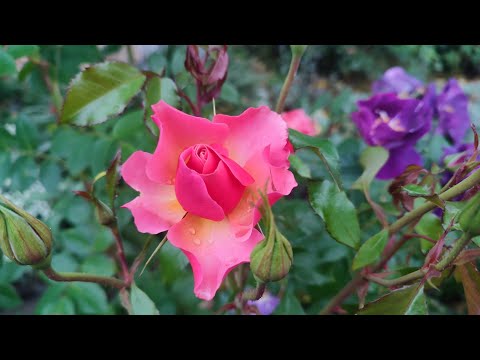 Видео: Тюмень💜15.09.24 Яркое цветение роз в осеннем убранстве сада🍂🌹🍁