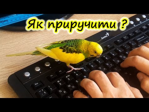 Видео: Як приручити хвилястого папужку? Як привчити папугу сідати на руку?