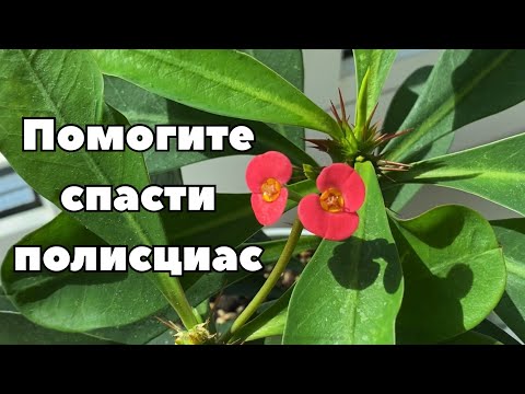 Видео: Погибнет или его еще можно спасти? Кто на подоконнике живет? Всех нужно формировать. 27 апреля 2024