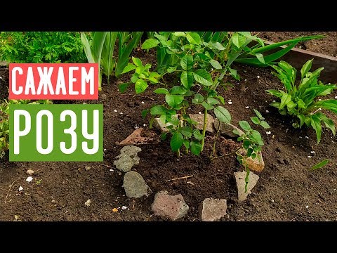 Видео: ПОСАДКА РОЗЫ ВЕСНОЙ 🌹 Самые удобные способы посадки / Садовый гид