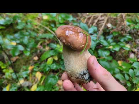 Видео: Осінь у Карпатах🍂🍄Тихе полювання в дощовому лісі🌧️Autumn in the Carpathians⛰️Silent hunting🍄‍🟫ASMR