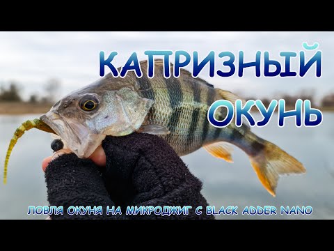 Видео: Микроджиг и поиски капризного окуня! Пассивные приманки  отлично ловят!