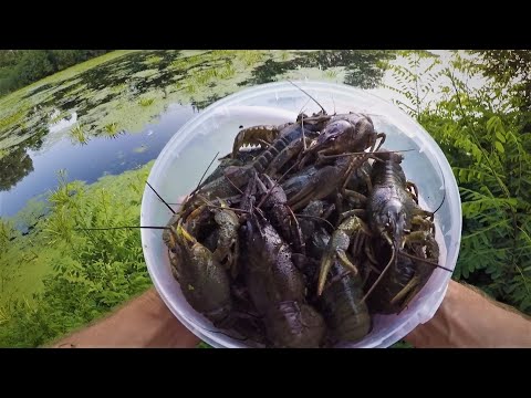 Видео: КАК ПОЙМАТЬ ВЕДРО РАКОВ ЗА ВЕЧЕР НА САМЫЕ ПРИМИТИВНЫЕ РАКОЛОВКИ! Ловля раков 2021