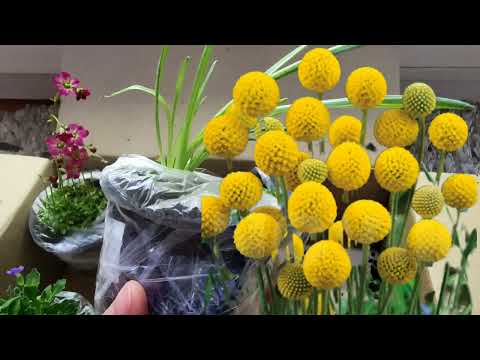 Видео: Розпаковка рослин з розплідника "Сад Едему"