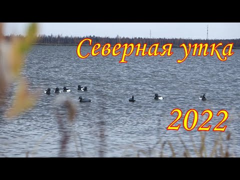 Видео: Охота на северную утку 2022