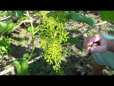 Видео: Прореживание виноградных гроздей