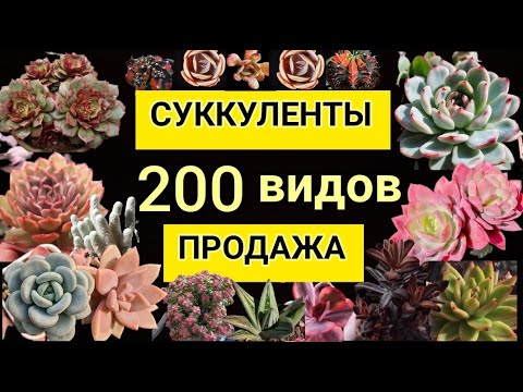 Видео: Суккуленты.ПРОДАЖА.200 видов. Июль.