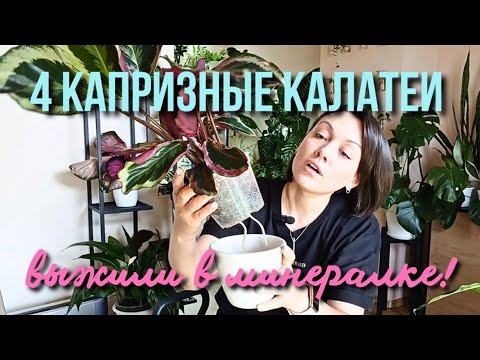 Видео: Результат в конце. Калатеи+фитиль+минеральный грунт #калатеи