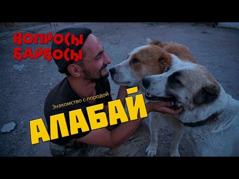 Видео: Плюсы и минусы породы Алабай