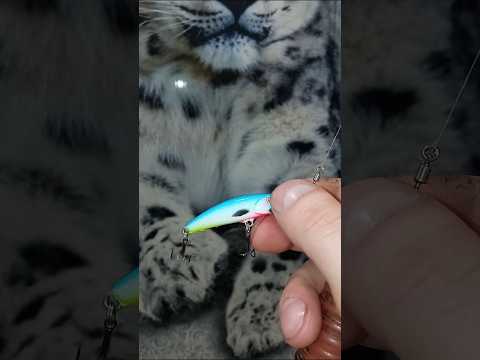 Видео: 21 мая 2025 г.