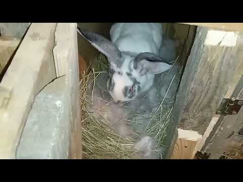 Видео: Мысли в слух, розговори о кроликах 🐇🇺🇦🐰